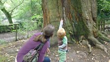 Arlo and Hazel looking up at the sweet chestnut tree