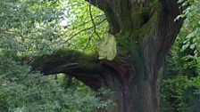 The 1000 year old sweet chestnut tree