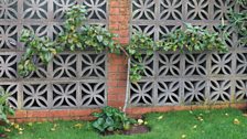 Espalier-Grown 'Reverend Wilks' Apple Tree