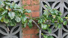 Espalier-Grown 'Reverend Wilks' Apple Tree