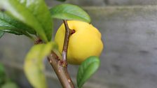 Ornamental Quince