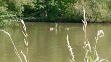 Cormorant and Canada Geese on a stretch of the Thames