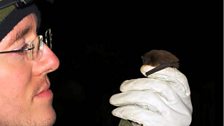 Daniel Hargreaves holding a Nathusius' Pipistrelle