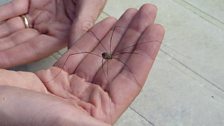 Close-up of Alien Harvestman