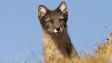 Arctic fox