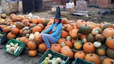 Cerys' pumpkin harvest