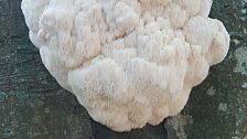 Hericium Erinaceus