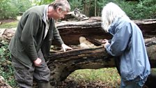 Lynne Boddy and Alan Lucas find a Bearded Tooth Mushroom