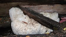 Bearded Tooth Mushroom (Hericium Erinaceus)