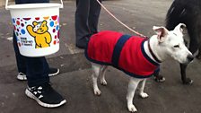 Bess the deaf rescue dog