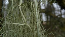 Usnea articulata Close-up