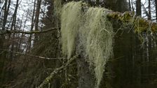 Usnea articulata