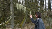 Sam Bosanquet with Usnea articulata