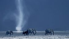 Elephants