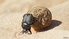 Dung beetle