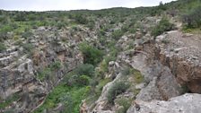 The Juniper Forest of Koytendag State Nature Reserve