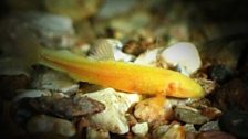 Endemic Blind Cave Fish (Noemacheilus starostini) found in Bulak Dara Sinkholes, part of the Koytendag Cave System