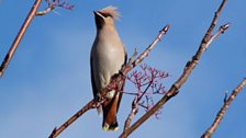 Cynffon Sidan (Waxwing) yng Nghaernarfon gan Mari Gwilym