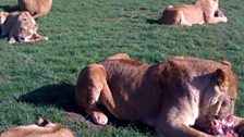 The lions seem pretty happy with their meaty treats though