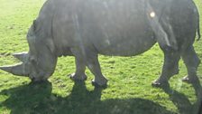 Here's a rhino - brilliant.