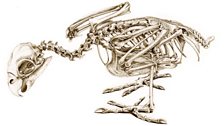 Amazon Parrot Skeleton