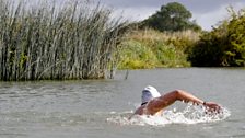 David deftly swims past some reeds