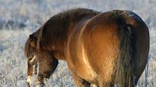 Exmoor Pony