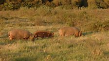 Tamworth Pigs