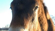 Exmoor Pony