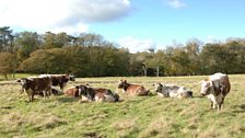 Old English Longhorn Cattle