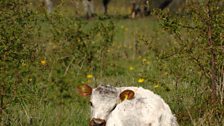 Old English Longhorn