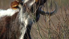 Old English Longhorn