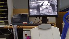 Bernadette Randall proves that PandaCam is still popular in her office