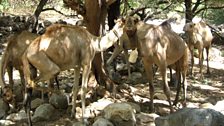 The loyal trekking companions