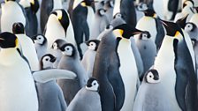 Emperor penguins warm in the cold