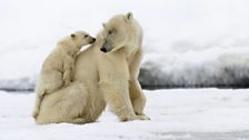 Polar bears