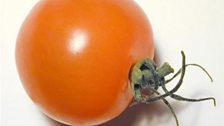 The price of tomatoes - 27 Mar 08