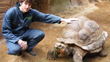 This is Dirk the tortoise, he's a bit of a heart throb in the enclosure!