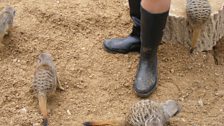 These meerkats look hungry!