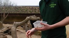 Greg's not so sure about feeding the meerkats...