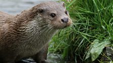 British otter