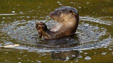 The European otter (Lutra lutra)