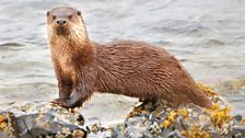 Otter on the Isle of Mull