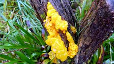 Menyn yr eithin (Tremella mesenterica)