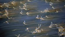 Long-tailed mayflies