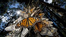 Monarch butterflies