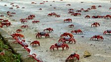 Christmas Island crabs