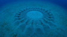 Pufferfish nest