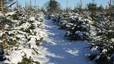 Trees in snow