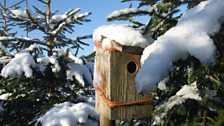 Snowy bird box